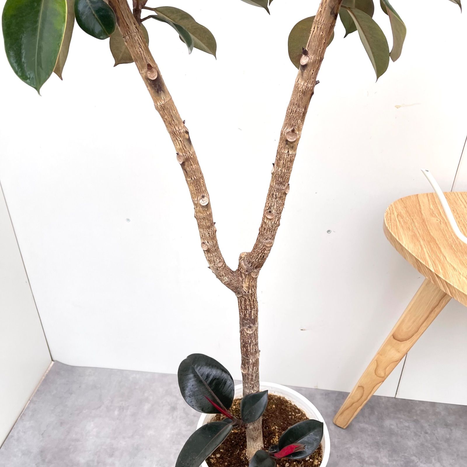 フィカス アルテシマ 曲がり 16【現品】観葉植物 室内 大型 フィカス