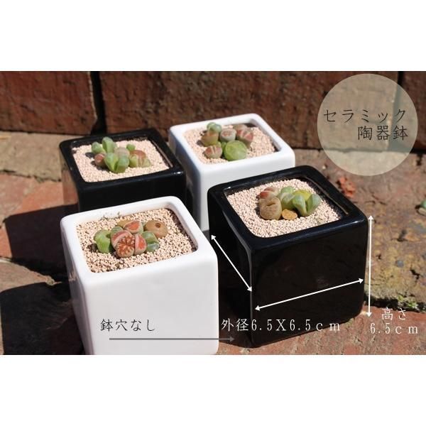 リトープスとコノフィッツムの寄せ植え2鉢セット 可愛い リトープス