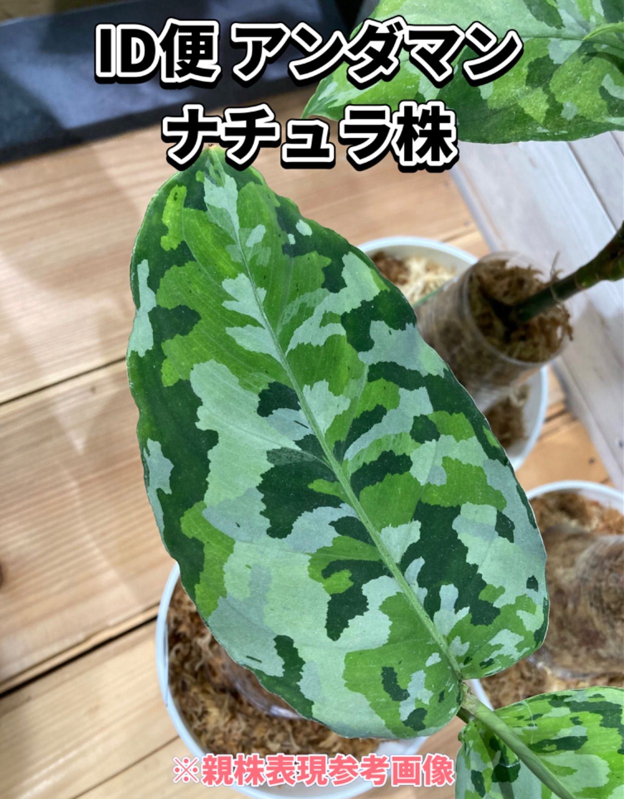 アグラオネマ ピクタム トリカラー LA0913-1ss LA便 増殖株 Aglaonema 