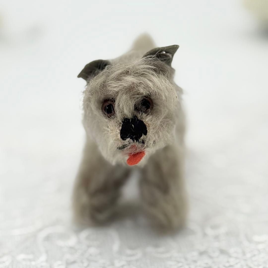 シュナウザーのテッシー