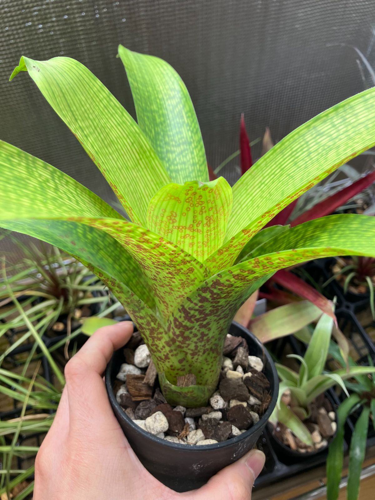 フリーセア フェネストラリス Vriesea Fenestralis キンクマ農園