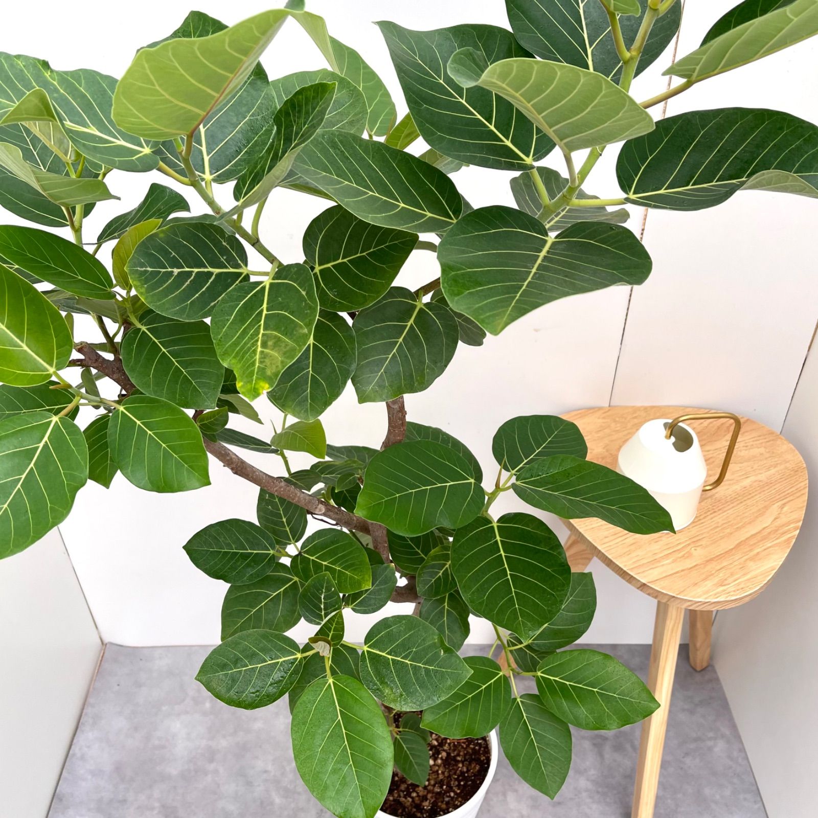 売約済※フィカス グランディス 割引 7【現品】観葉植物 室内 大型 売約