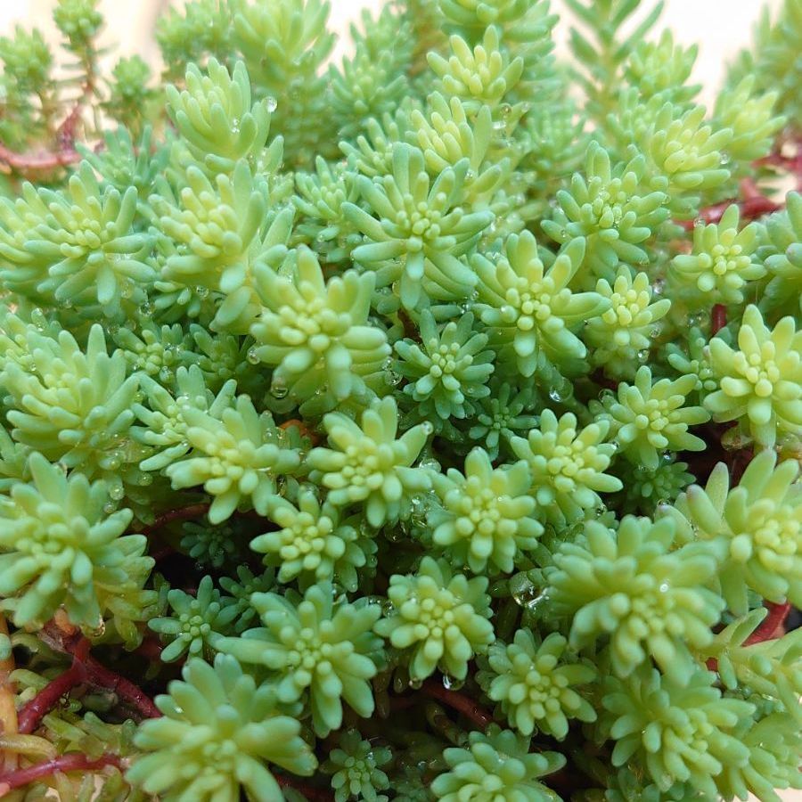 薄雪万年草 抜き苗 セダム 多肉植物 - メルカリ