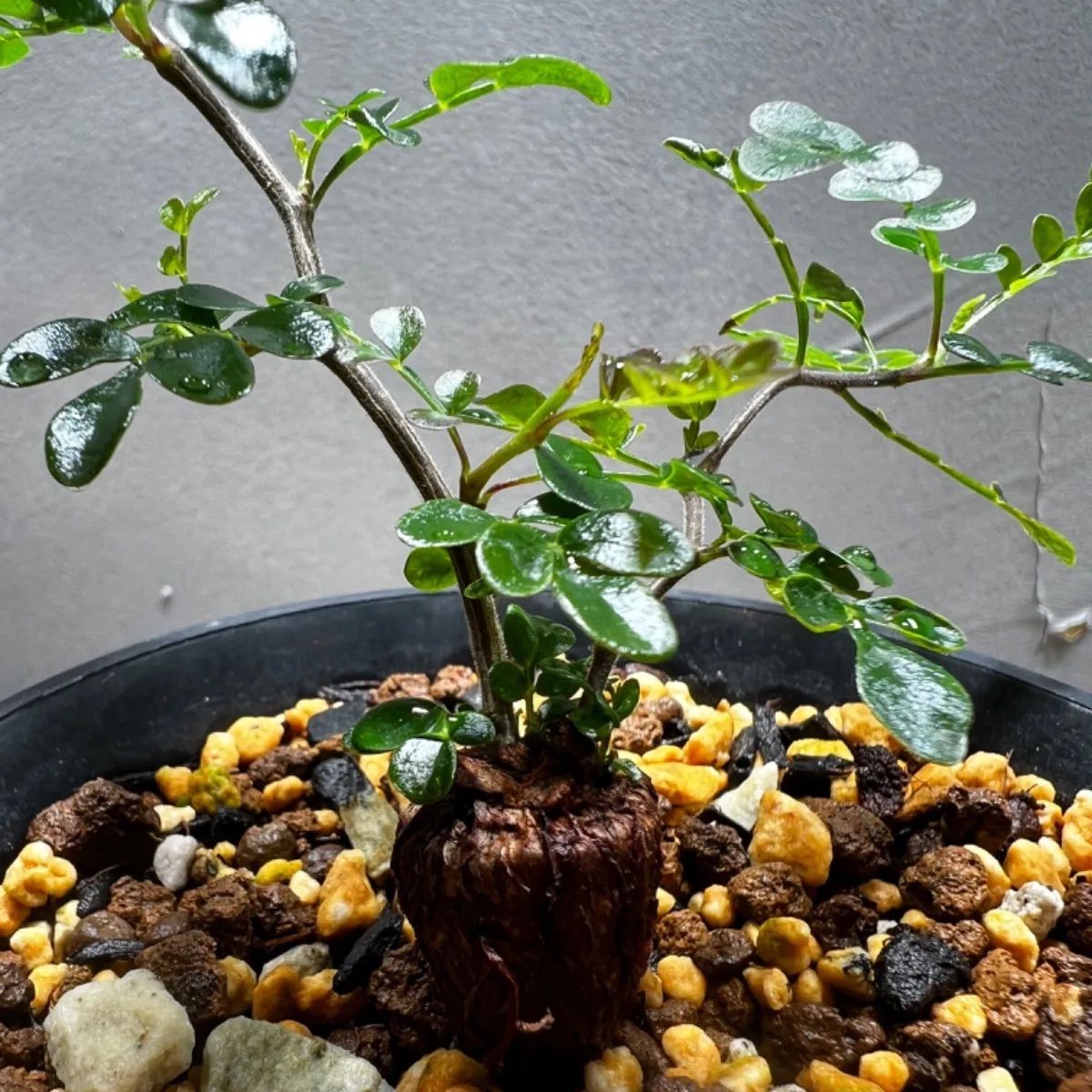 NORMAN】オペルクリカリアデカリー 根挿し オペルクリカリアパキプス