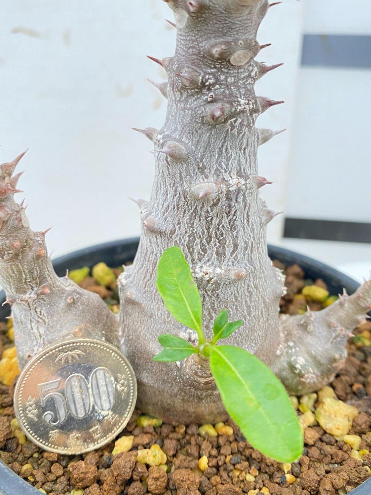 4097 「実生」パキポディウム ウィンゾリ 植え【種から発芽・発根・Pachypodium windsorii・安定開始】 - メルカリ