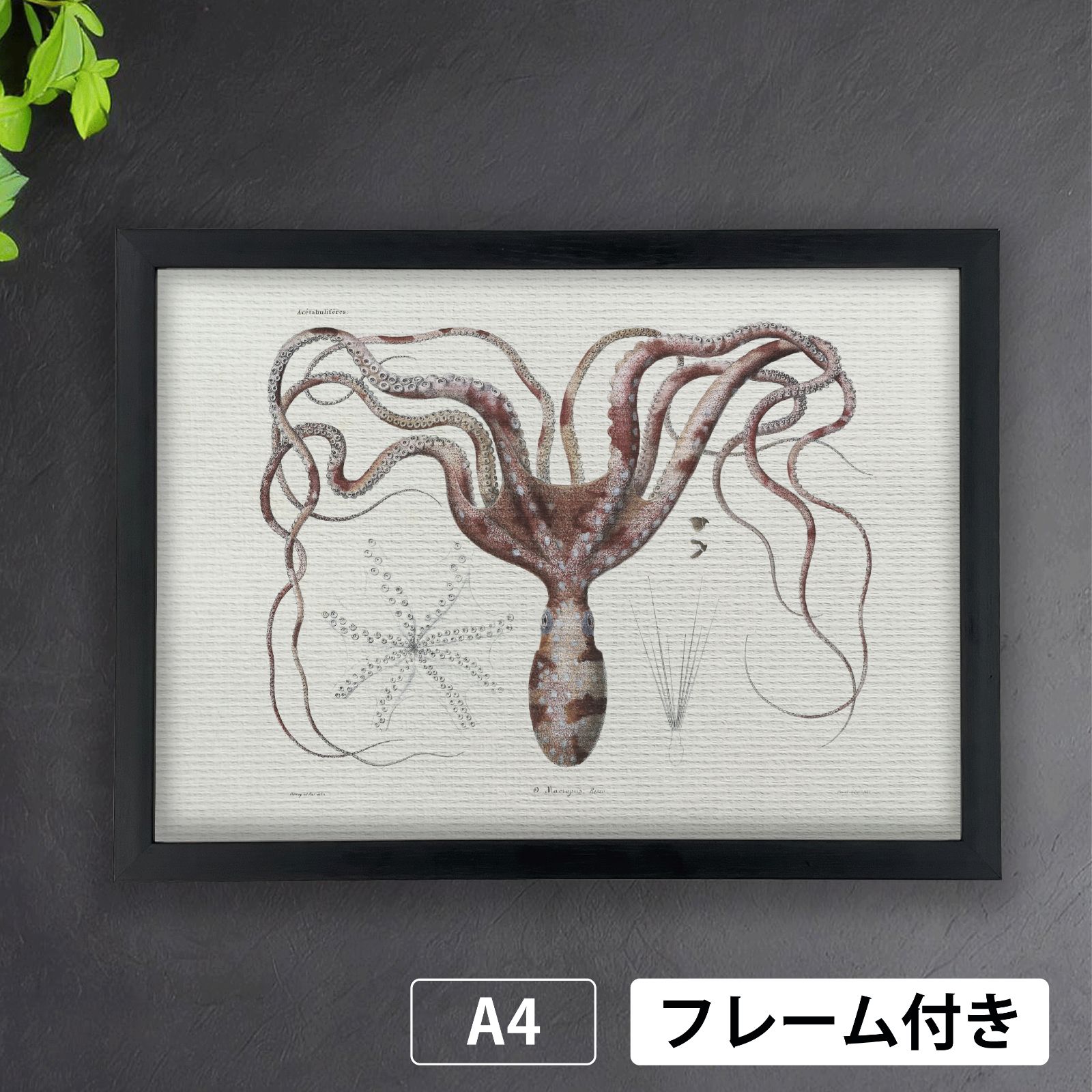 タコ オクトパス octopus 悪魔の魚（devilfish） 1800年代 生物