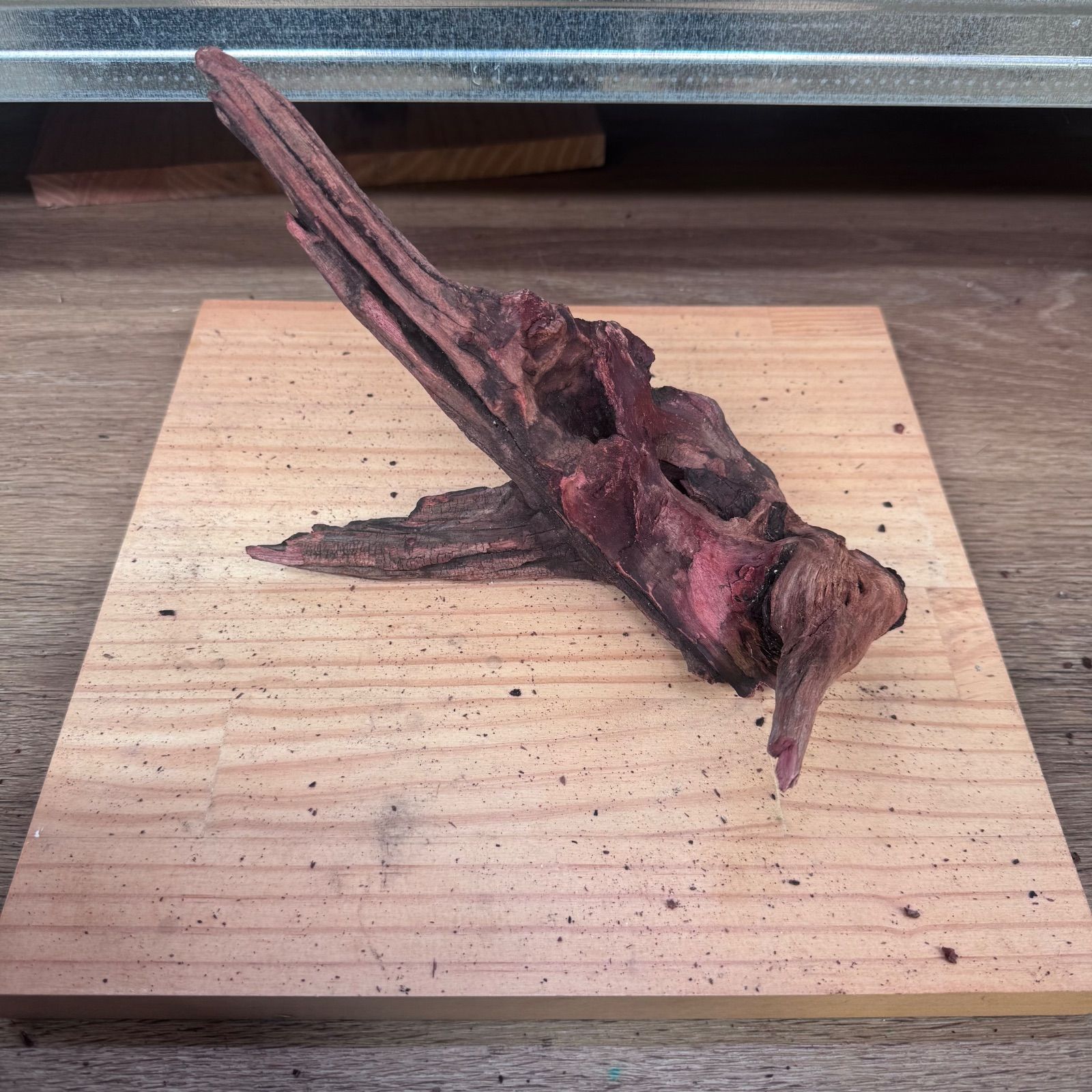 メルカリ便】ジャワモス活着ホーンウッド流木 44×17×26cm