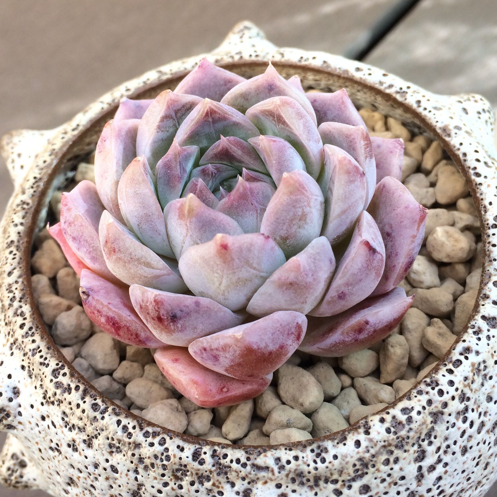多肉植物 ロザリア 韓国苗 インテリア小物 植物/観葉植物 インテリア