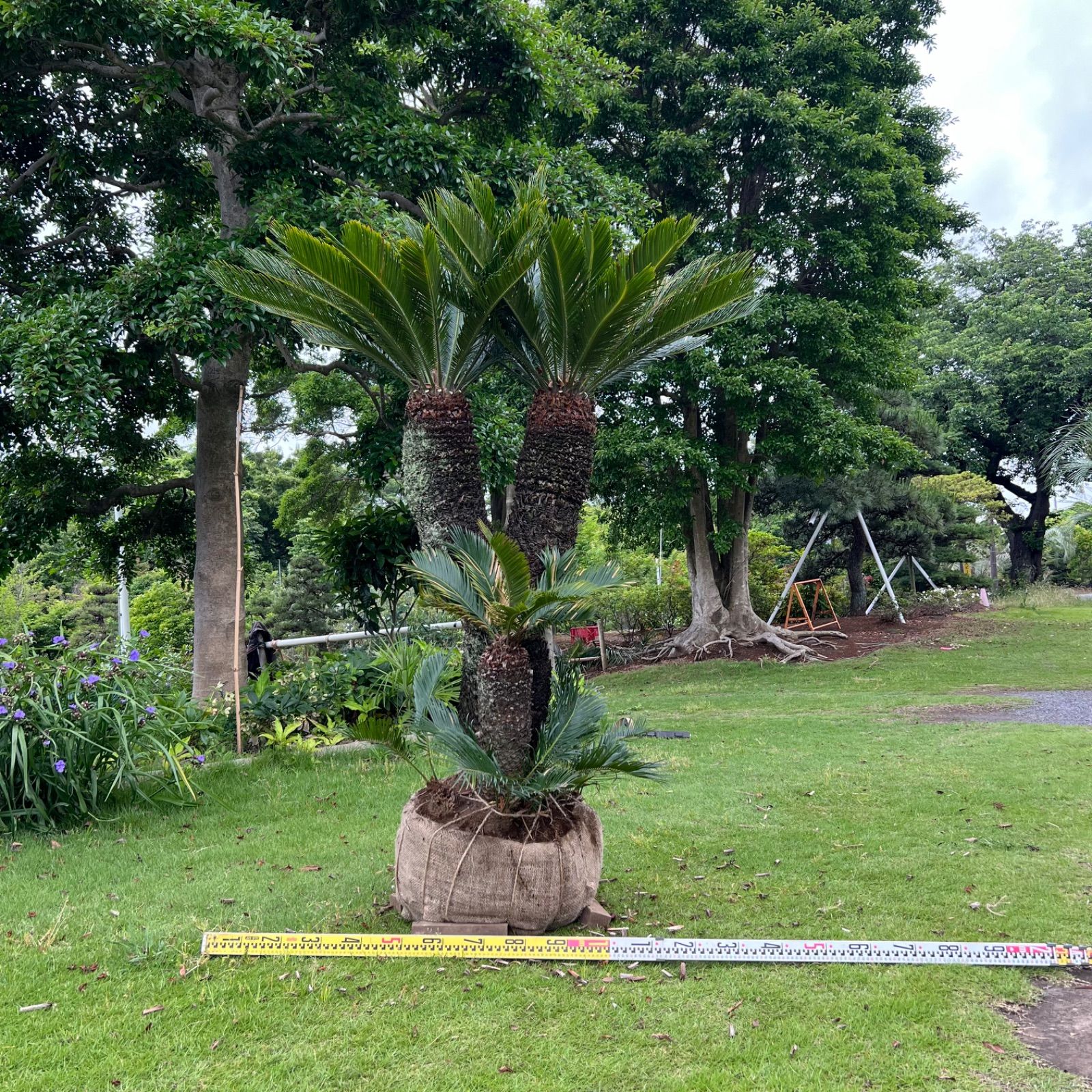 ソテツ　ダブルヘッド ダブルヘッド】ソテツ - メルカリ