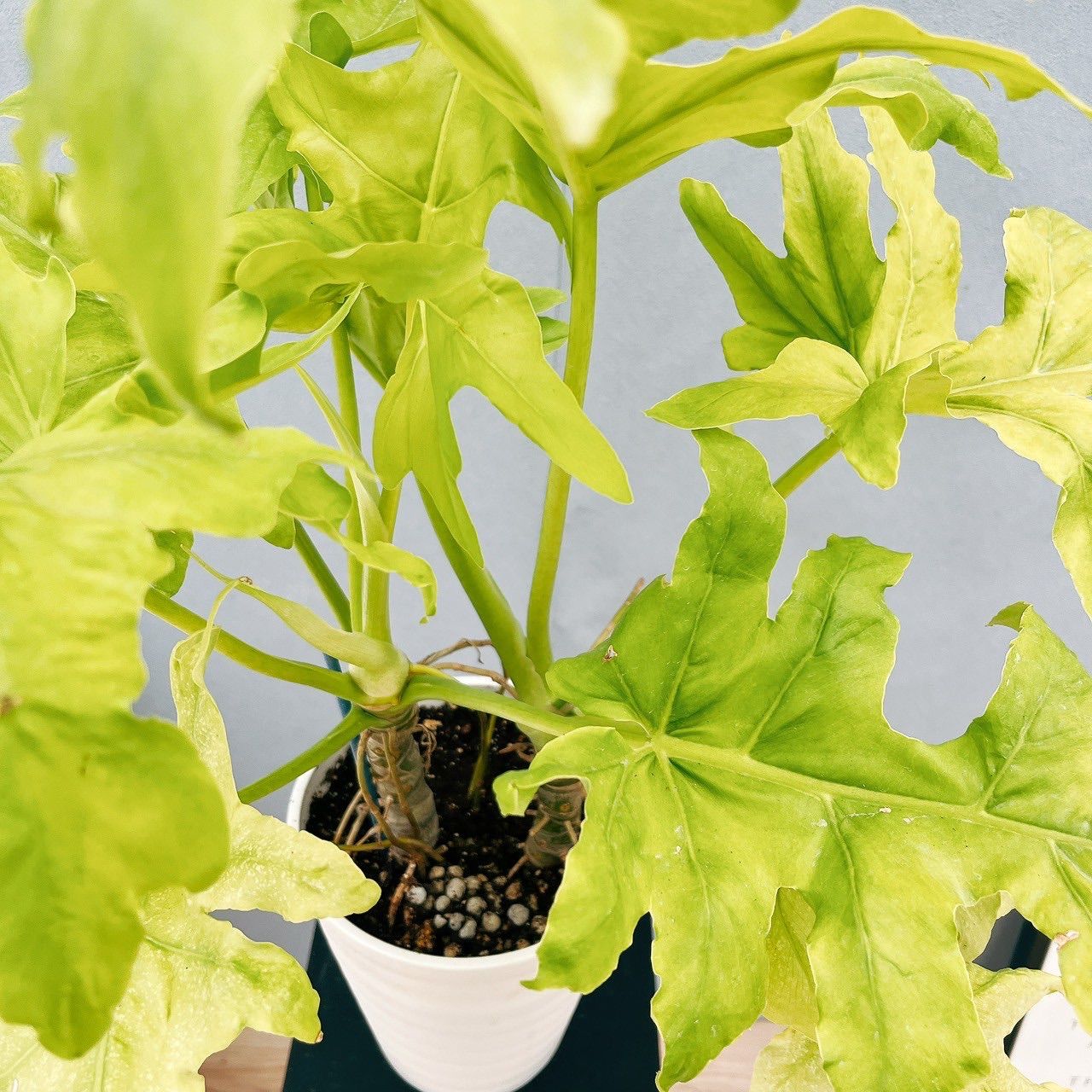 現品］【希少】11番 フィロデンドロン セロームゴールドリーフ 6号