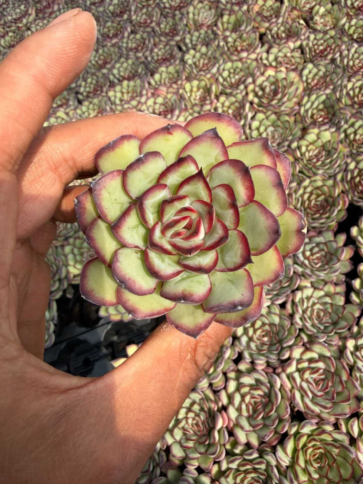 No.450 ❁ブラックローズ❁ 抜き苗 多肉植物 寄せ植え No.450 ❁ブラック