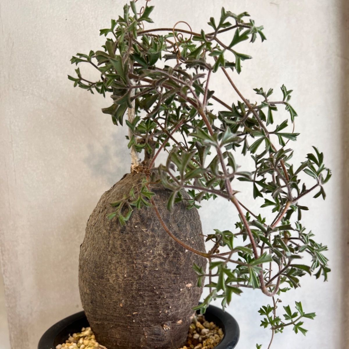 現地球 希少 キフォステンマモンタグナッキー - 植物/観葉植物