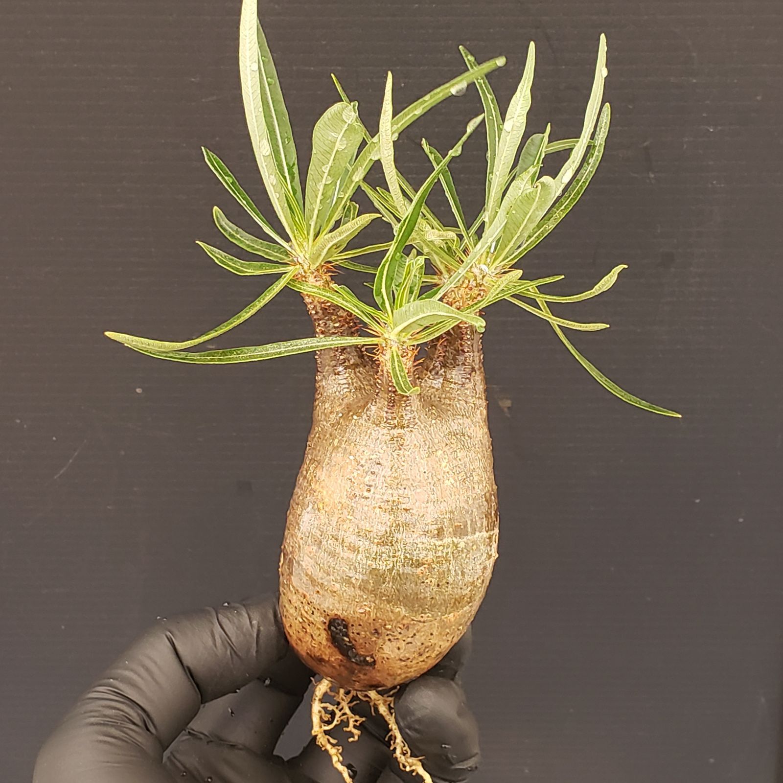 n*i様 グラキリス S246【自社養生・発根株】Pachypodium グラキリス（SS）（現地球