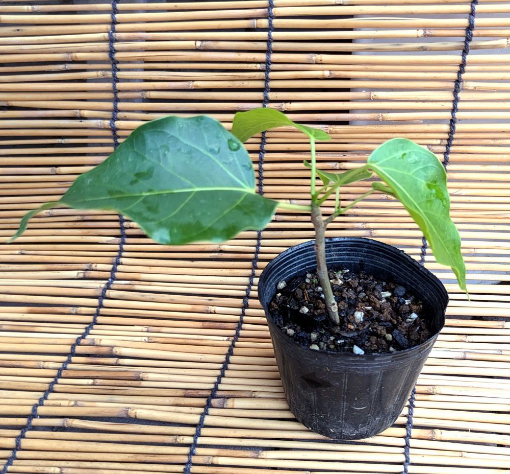 フィカス ゴムの木 インドボダイジュ 24番 曲がり 希少 人気 観葉植物 フィカス ゴムの