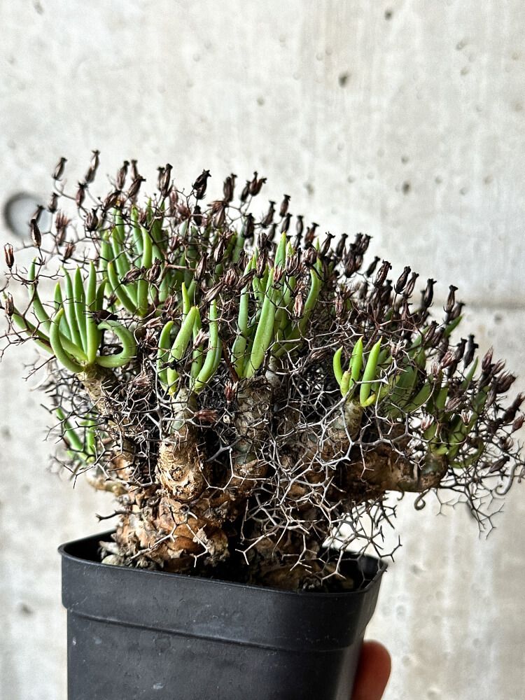 9237 「塊根植物」ケラリア ピグマエア 抜き苗【最新到着・多肉 9237 「塊根植物」ケラリア ピグマエア 抜き苗【最新到着・多肉