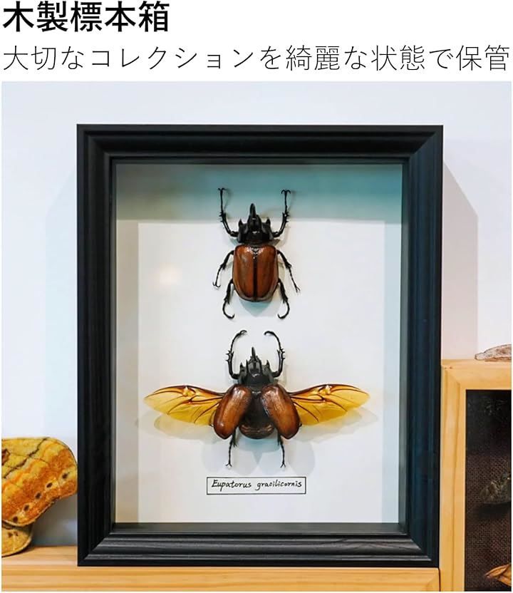COZENTA 標本箱 シーラケース 昆虫 小型 木製 MDF(ブラック