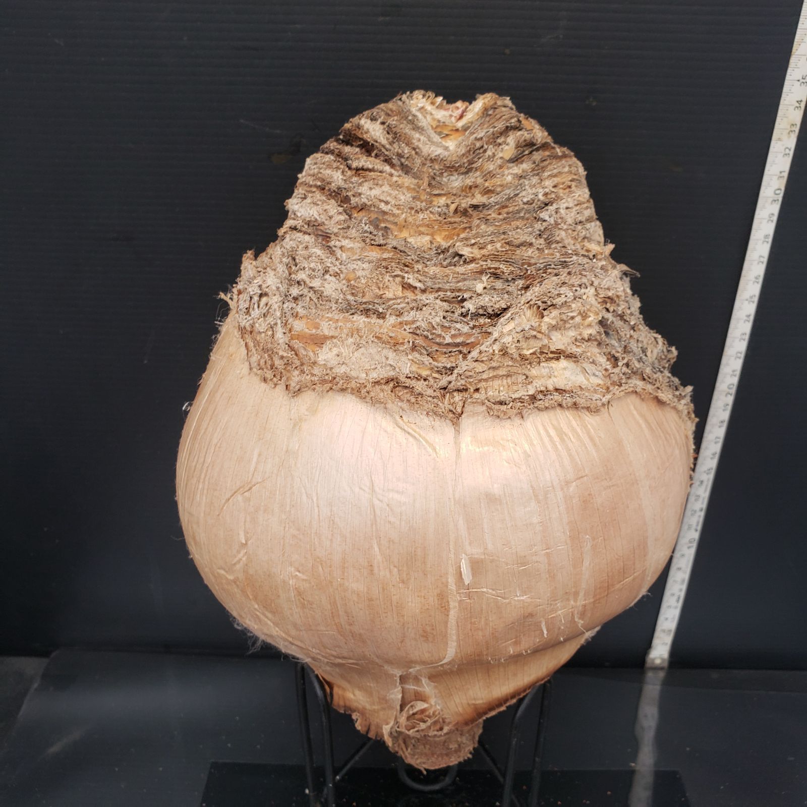 Z409 最新到着 Boophane ハエマンソイデス 現地球 抜き苗 球根植物 ブーファン ハエマンソイデス