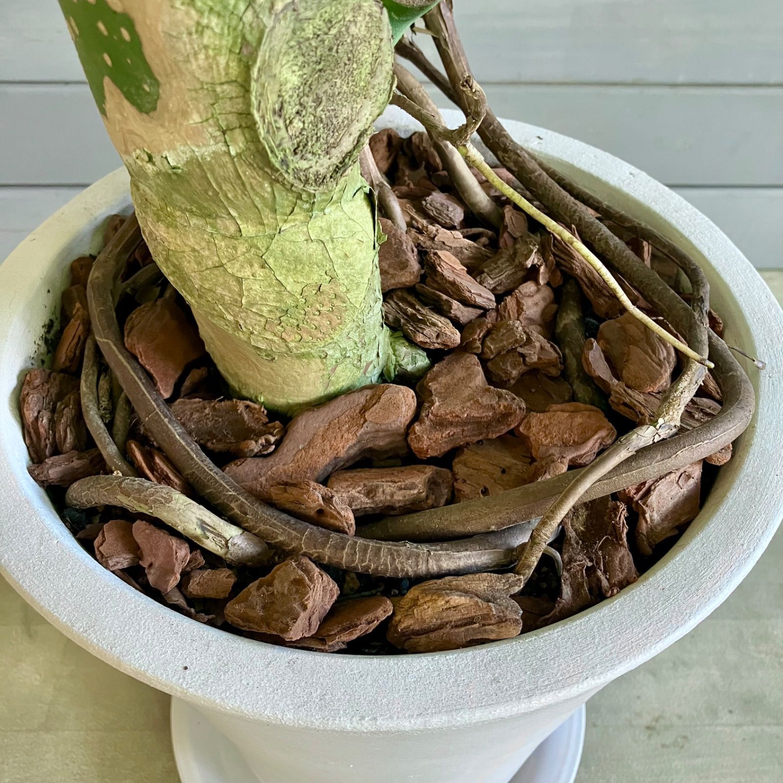 大型 幹極太 根上がり モンステラ デリシオーサ 9号 テラコッタ鉢植え