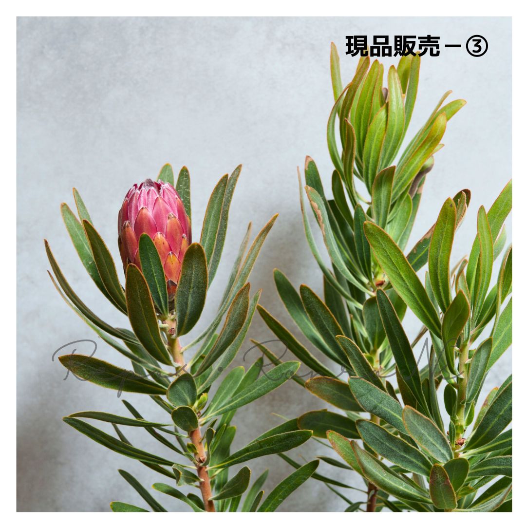 プロテア：スペシャルピンクアイス【現品③】（6号）プロテア苗　ネイティブプランツ プロテア：スペシャルピンクアイス【現品③】（6号）プロテア苗