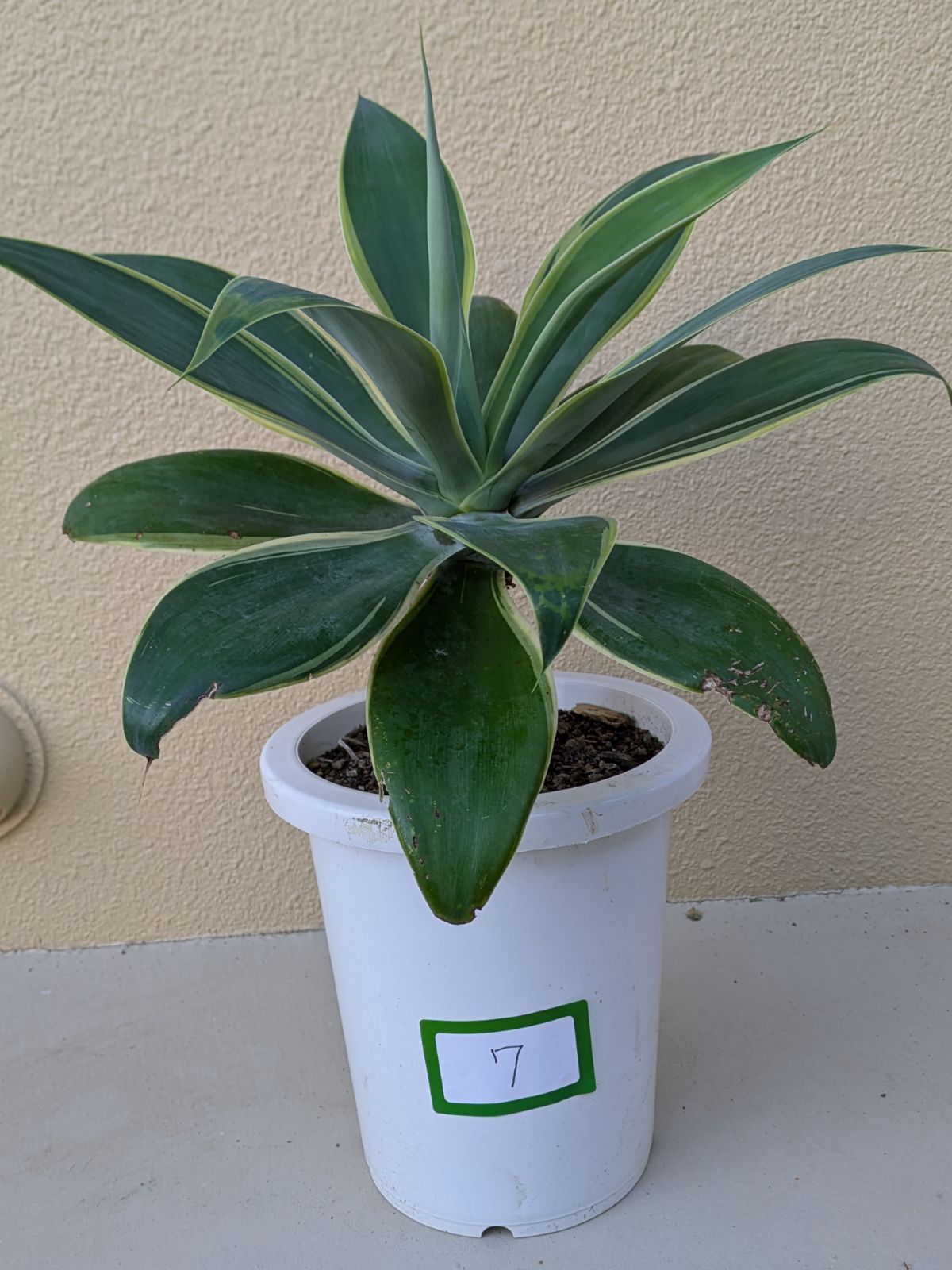 アガベ パリーネオメキシカーナ 超特大株 引き取り限定 agave パリー