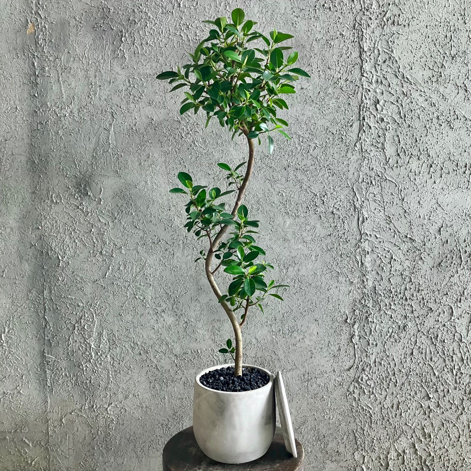 実生特選】ユーフォルビア・ギラウミニアナ 超多分岐株 ※鉢のまま発送