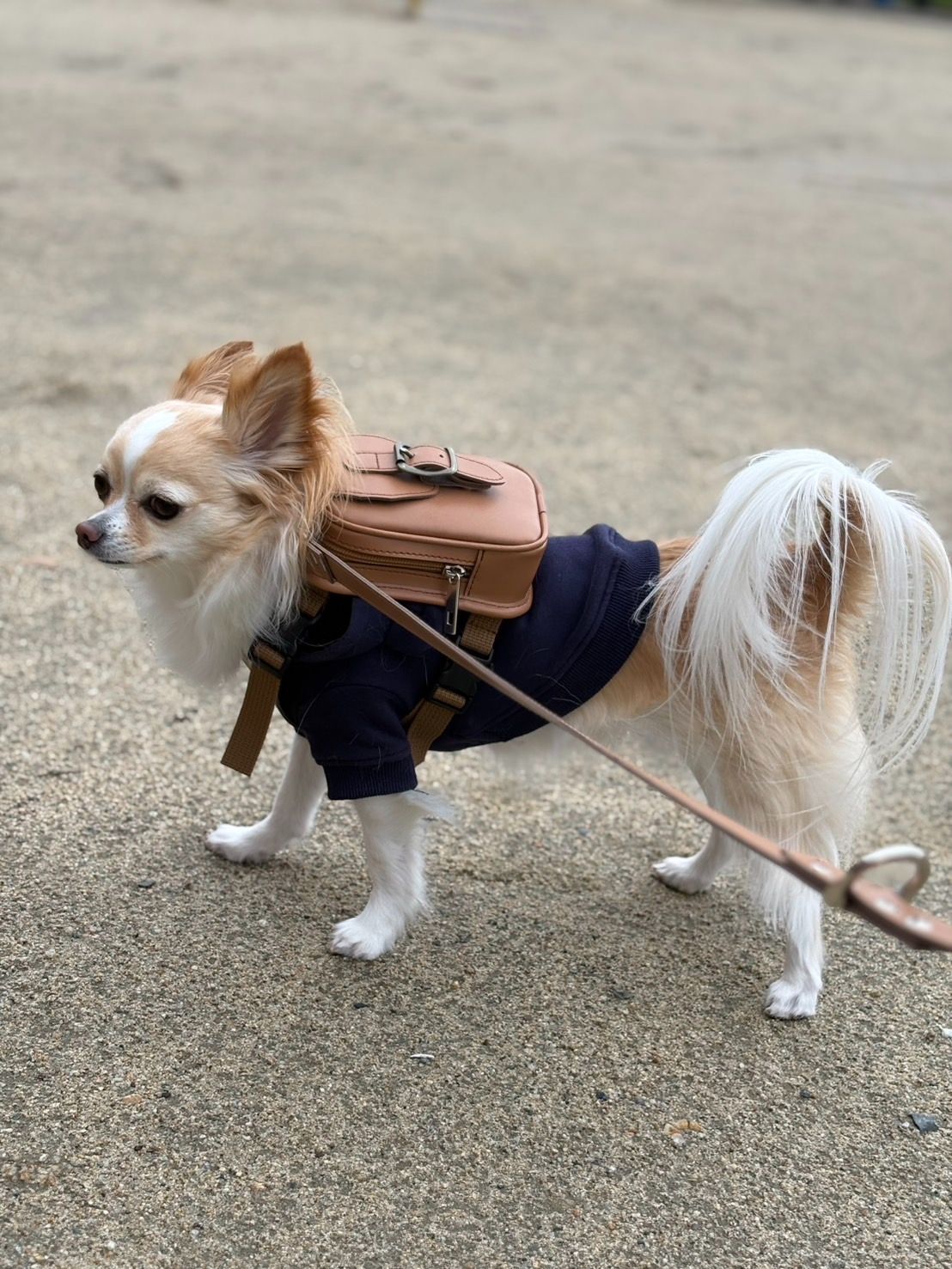 ケノンvo8.4 ケノンver8.4 脱毛 シート