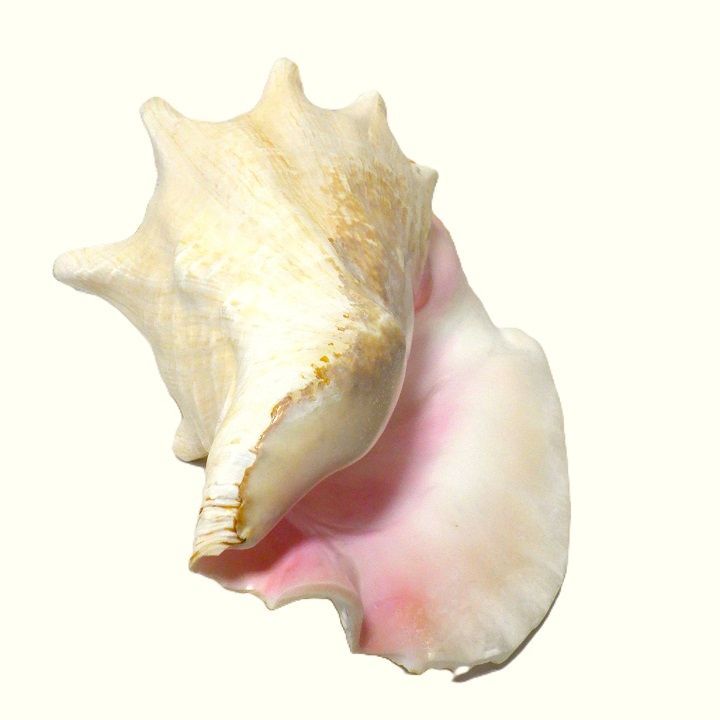 コンク貝 ピンク貝 希少貝 標本貝 インテリア 置物 大きい貝殻 ccp001 コンク貝 ピンク貝 希少貝 標本貝 インテリア 置物 大きい貝殻 ccp001