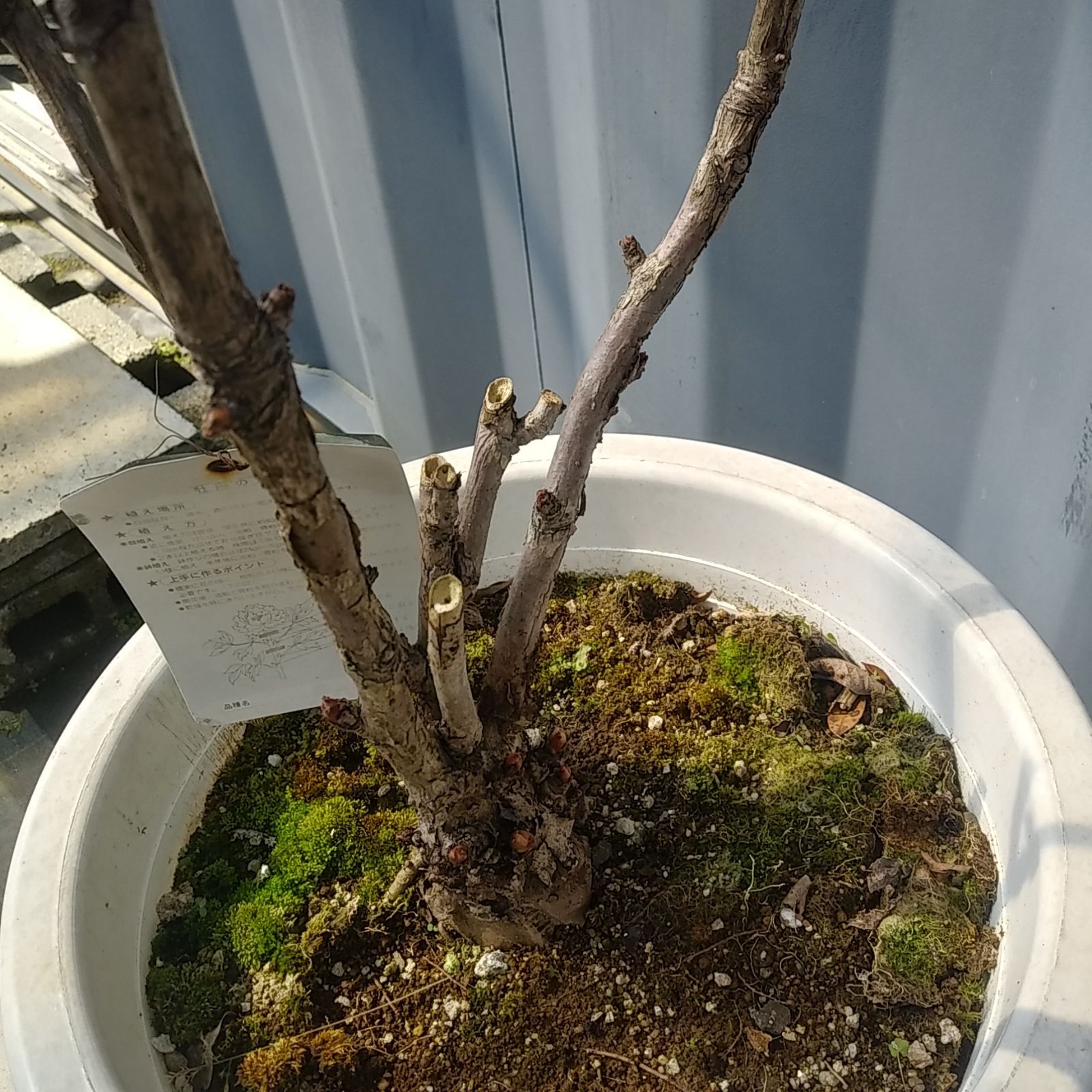 現品10号 花芽付