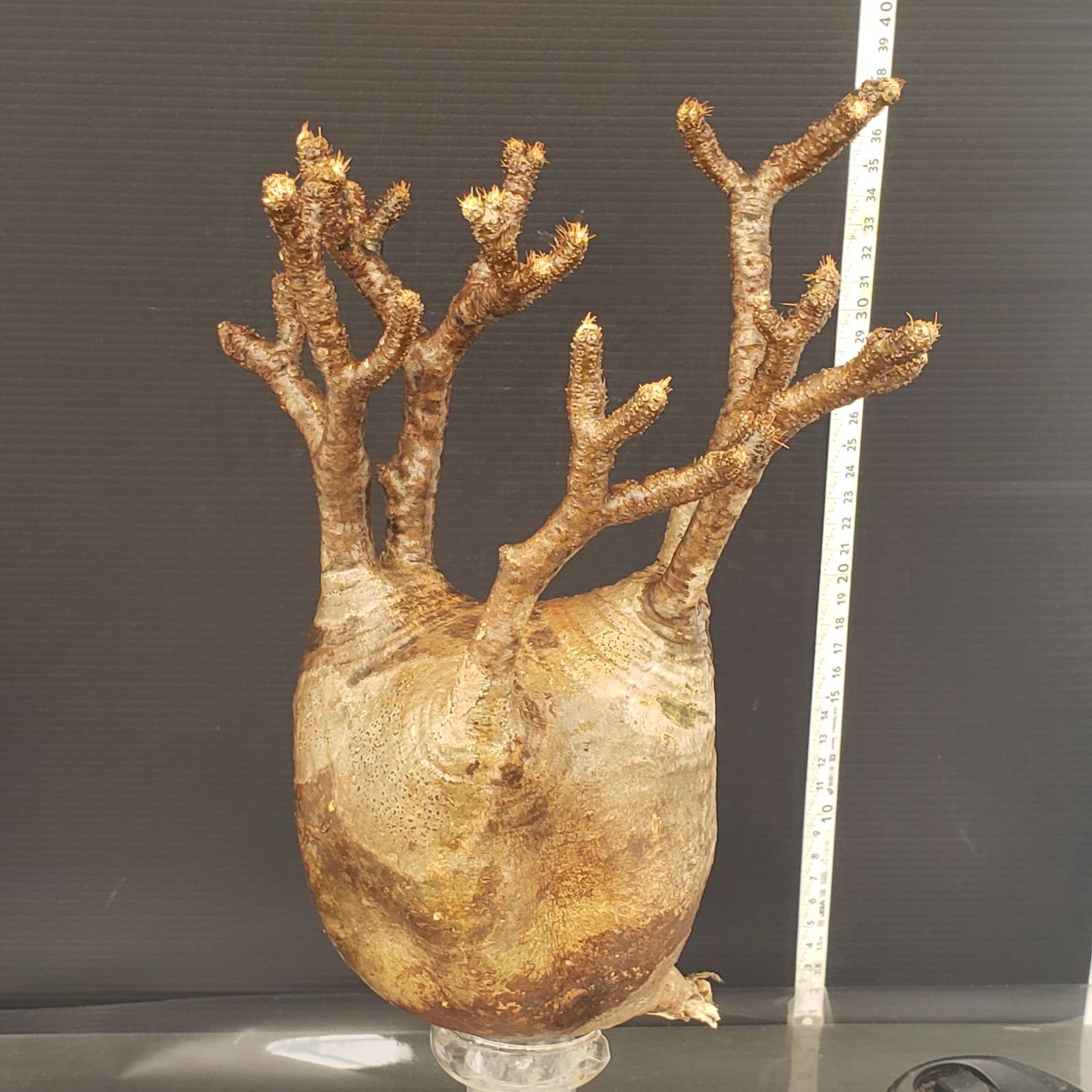 Z240【最新到着】Pachypodium グラキリス（M）（現地球・抜き苗