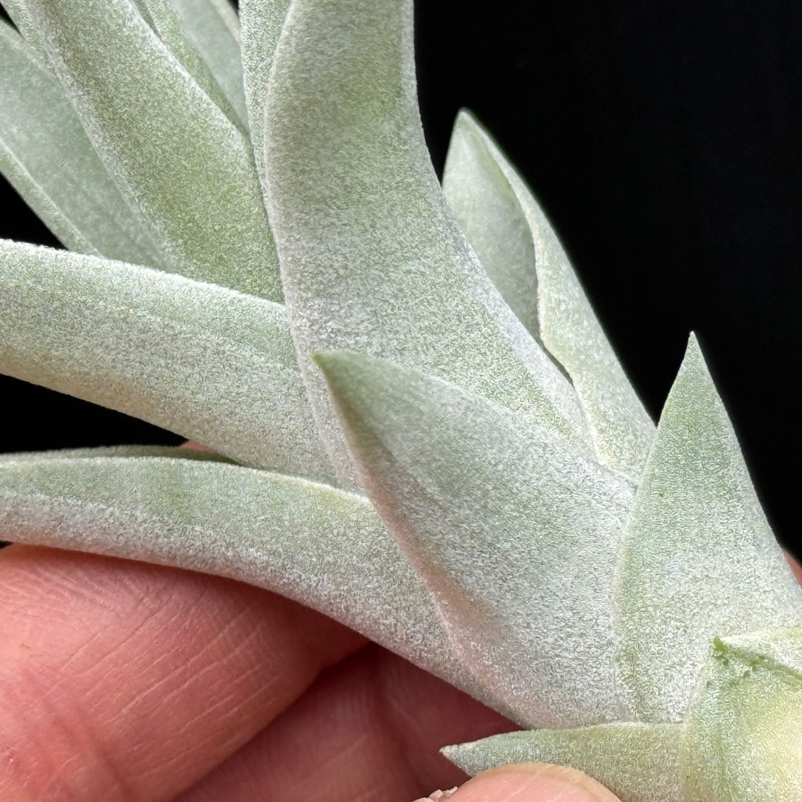 チランジア ハリシー × キセログラフィカ Tillandsia harrisii