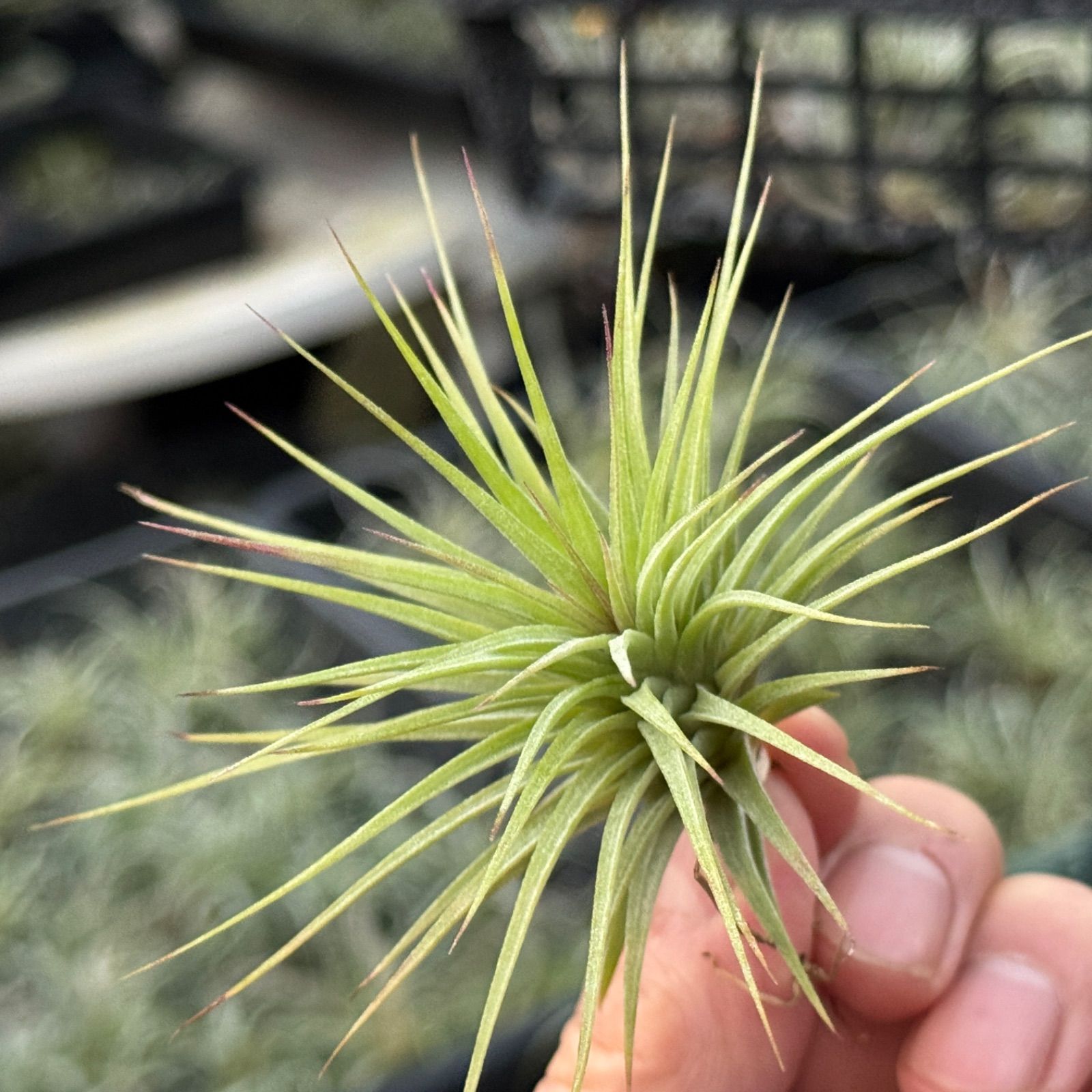 チランジア イオナンタ ファットボーイ Tillandsia ionantha Fat