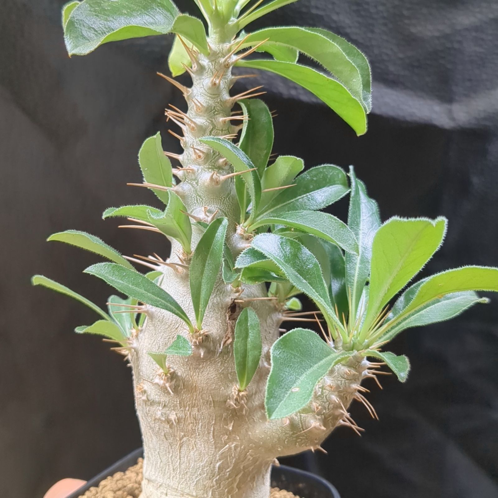 パキポディウム サンデルシー 実生【 現品 】白馬城 鉢のまま