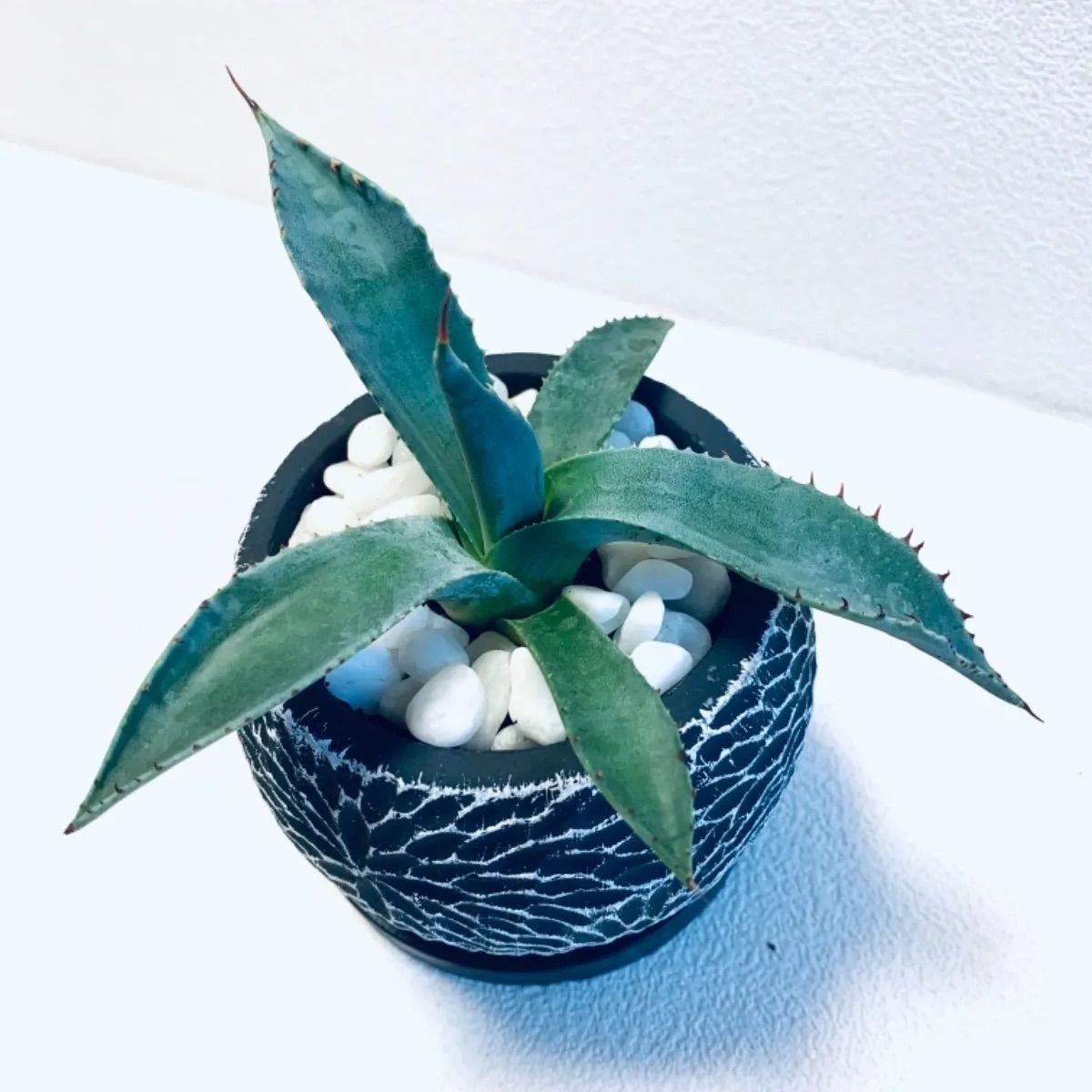 定番 新品 未使用 アガベ アトロビレンス 酒竜舌 黒夜叉 黒竜舌 鉢植え 植木鉢 受け皿付き 観葉 植物 観葉植物 Lavacanegra Com Mx Lavacanegra Com Mx