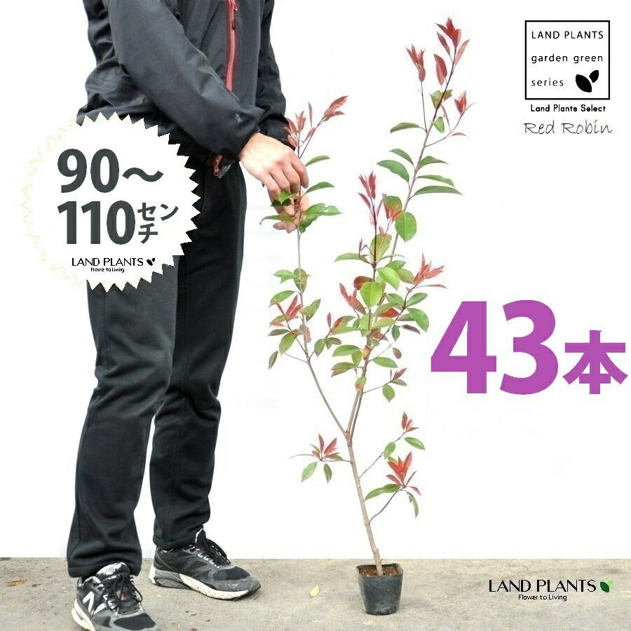 レッドロビン 3.5号 苗木 43本 高さ90～110cm 苗 苗木 苗ポット セイヨウカナメ カナメモチ 生垣