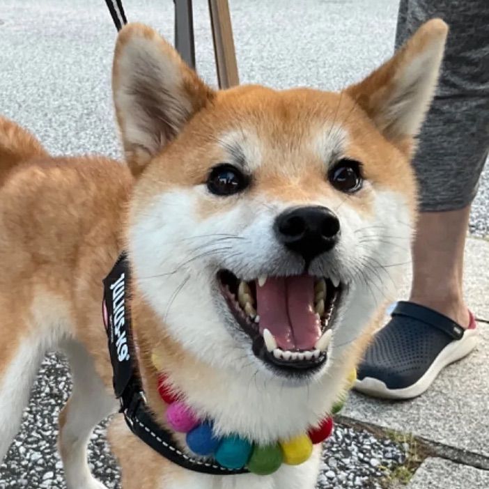 首輪 羊毛フェルト 犬ネックレス Lサイズ - メルカリ