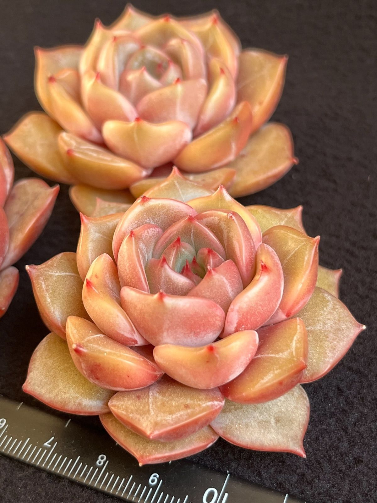 多肉植物　ピクシープラム　韓国苗 多肉植物ピクシープラム韓国苗