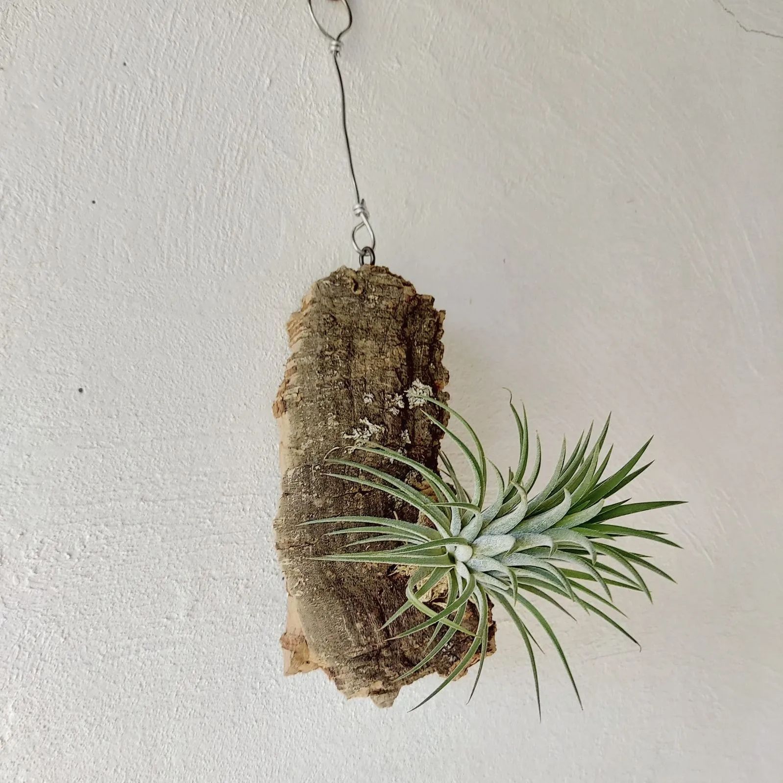 エアプランツ チランジア イオナンタ コルク 着生植物 インテリア 送料