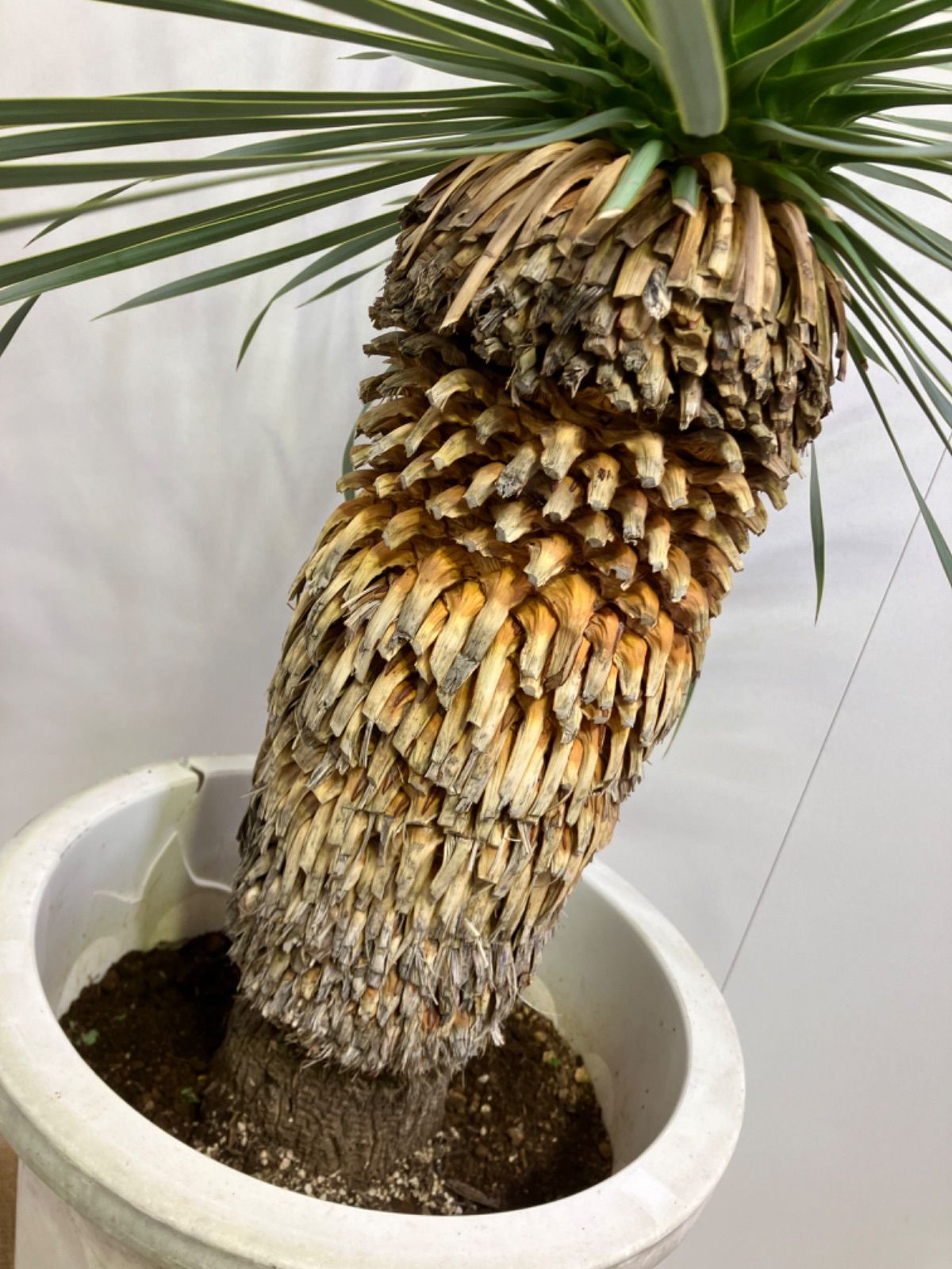 ①ユッカ ロストラータ 8号 鉢のまま メルカリ便で発送 ドライガーデン