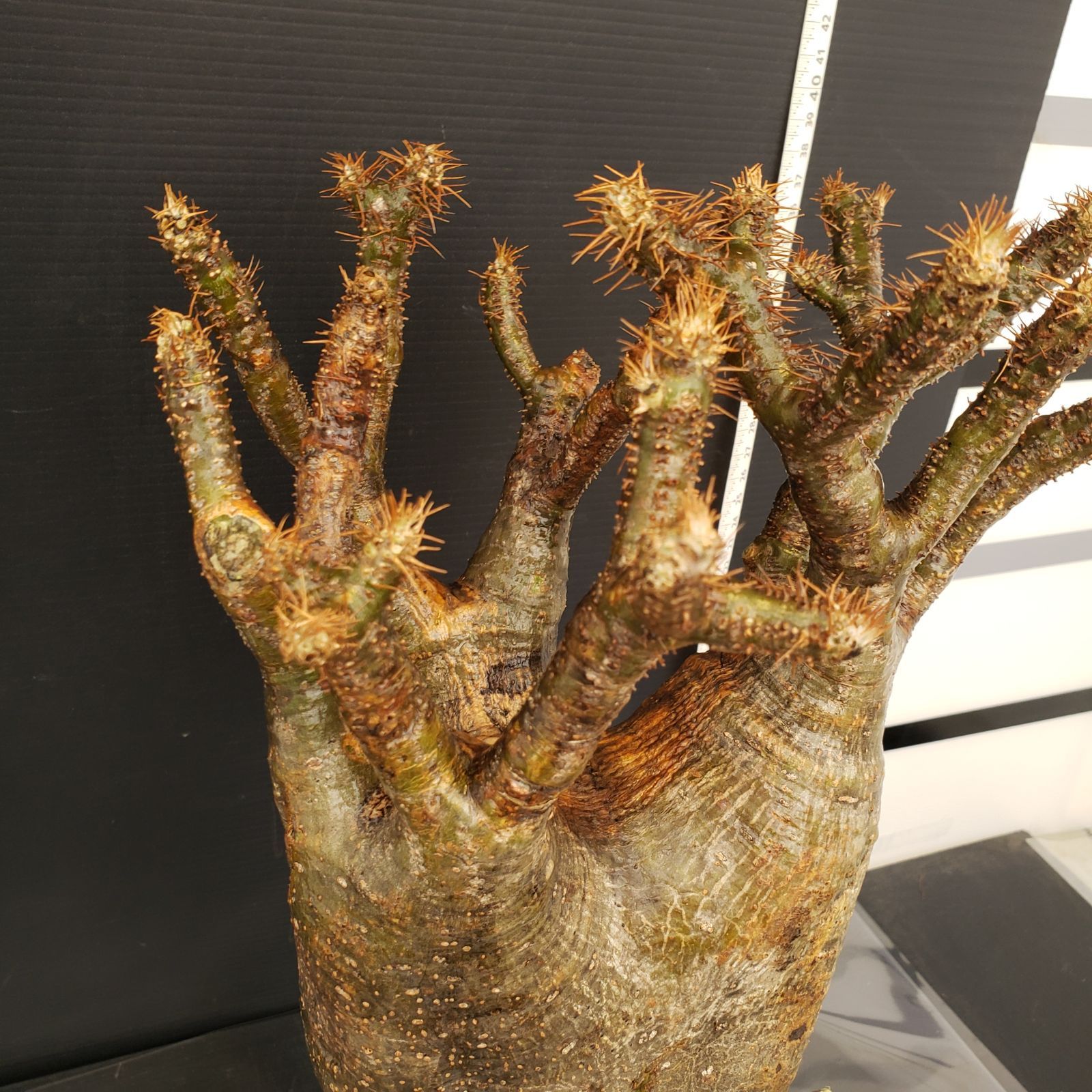 【送料無料ライン/39ショップ】 Y196【最新到着】Pachypodium グラキリス（L）（現地球・抜き苗 塊根植物・コーデックス