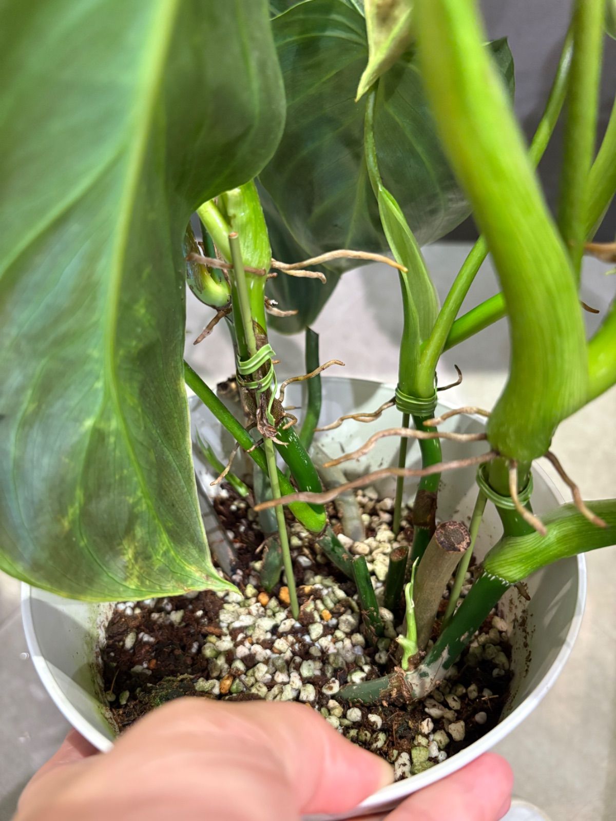 フィロデンドロン ベルコーサム6号鉢 - メルカリ