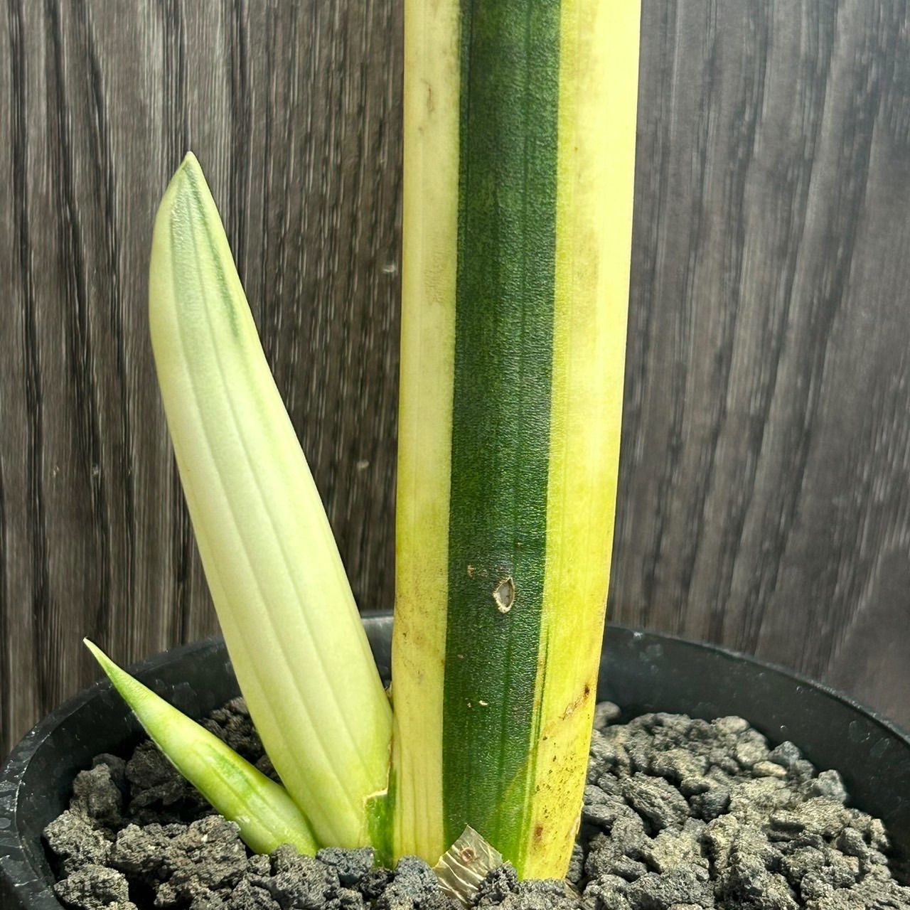 サンセベリア ボンセレンシス 斑入り Sansevieria Boncellensis Variegated - メルカリ