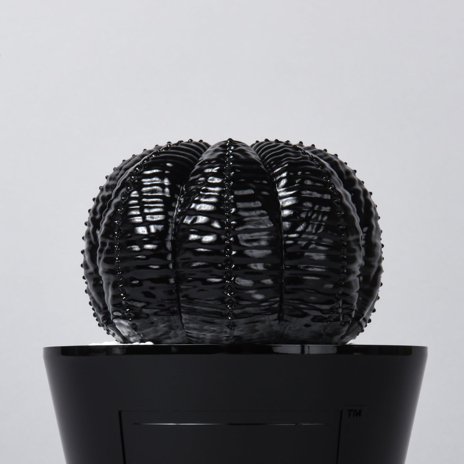 新着商品】× BOTANIZE TOY VCD Euphorbia obesa glosst var. BLACK