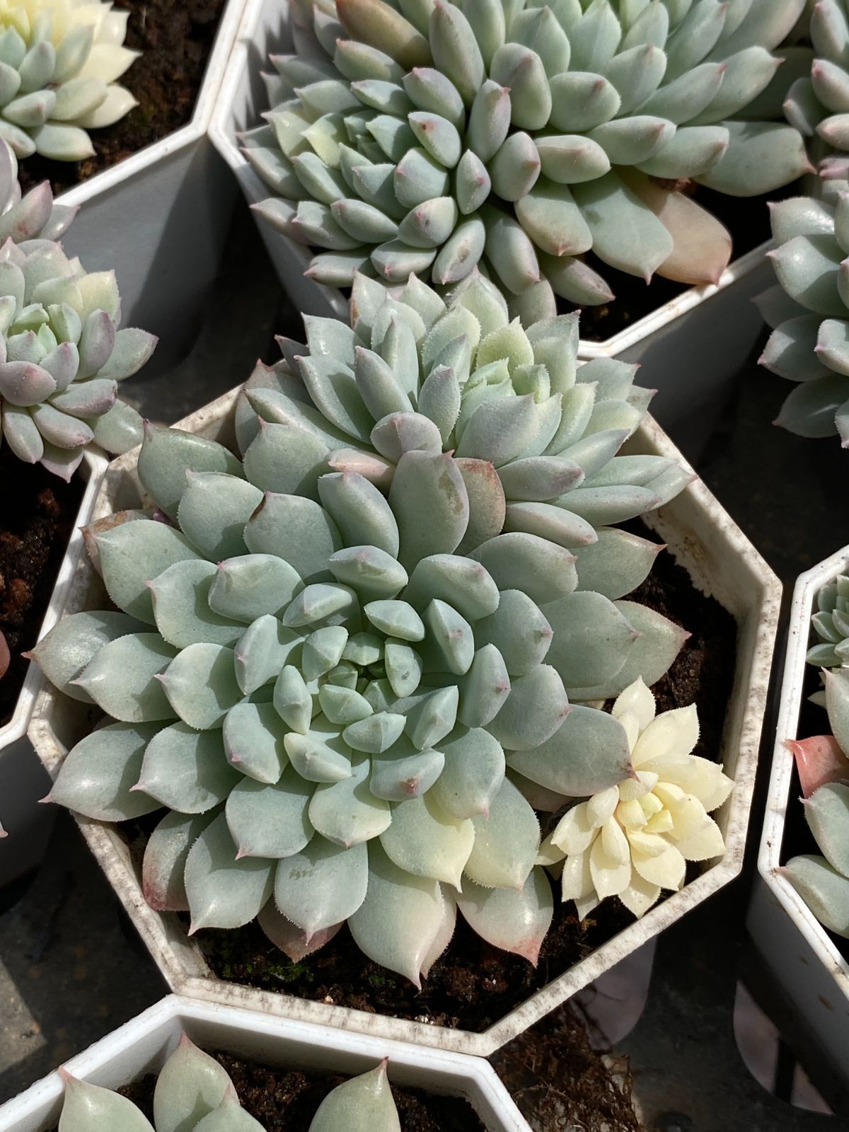 ZM1695×70 プロリフィカ 抜き苗 多肉植物 アエオニウム エケベリア 韓国苗