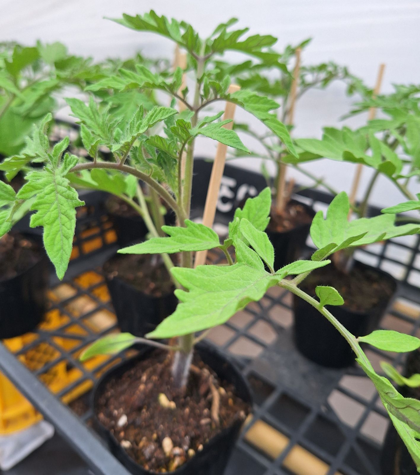 いわみさま Farm