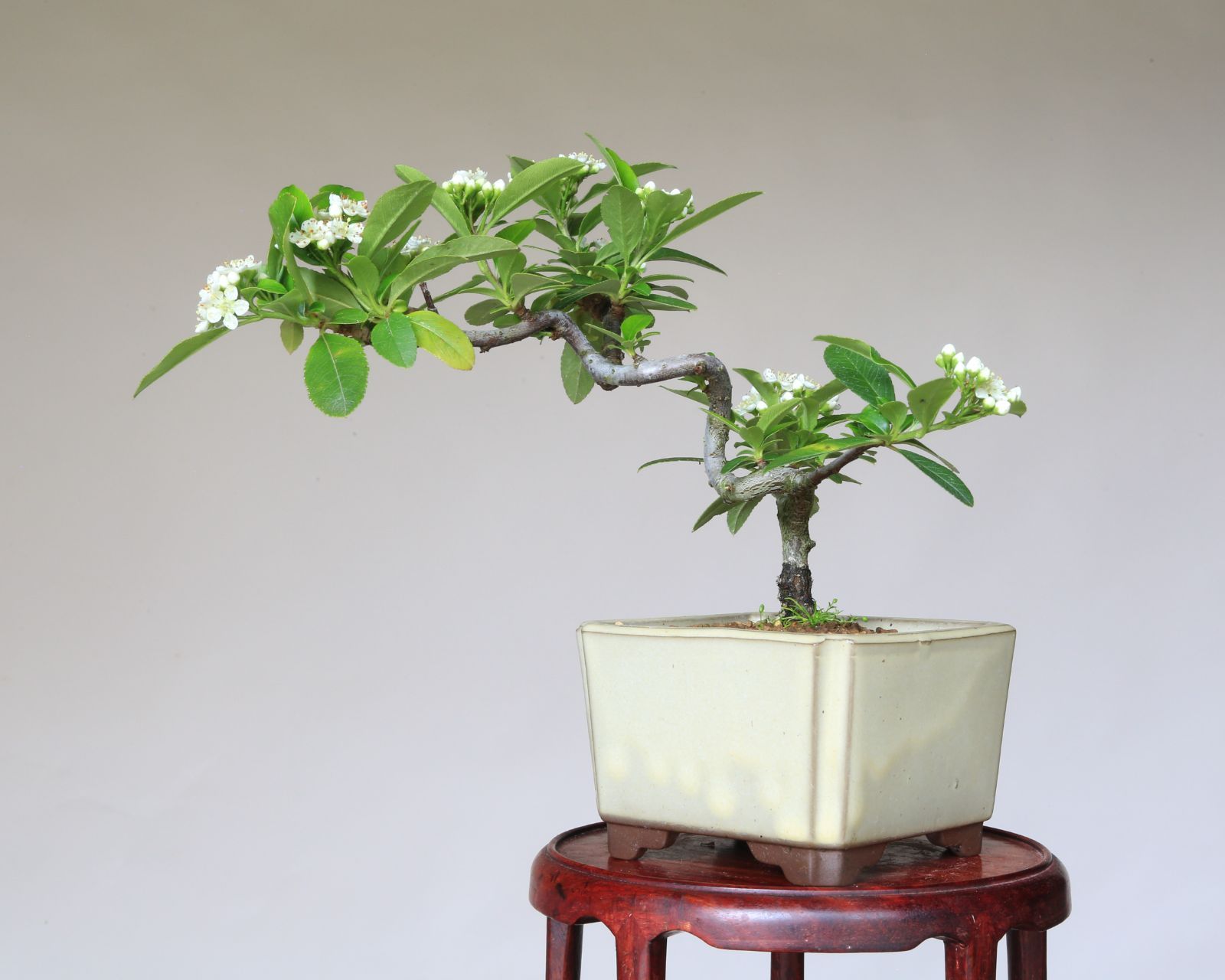 ピラカンサス盆栽 青い陶器鉢付き ピラカンサ/陶器鉢 ピラカンサス盆栽 青い陶器鉢付き POTOCO