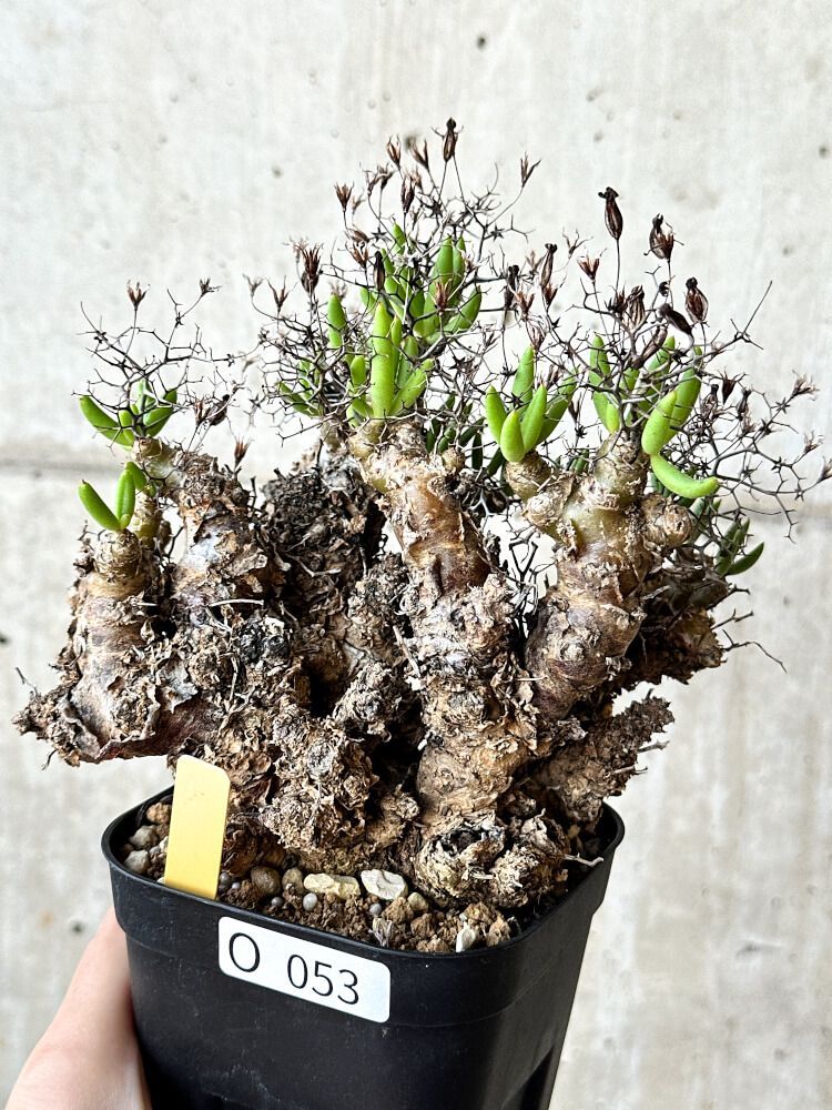 Tylecodon reticulatus【現地株】レティキュラータス万物想 Amazon｜【現品限り】チレコドン・レティキュラータス 現地株 発