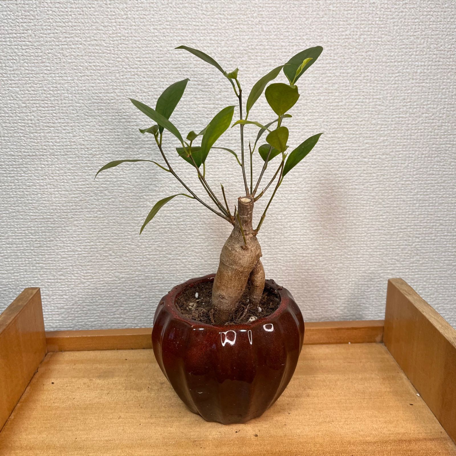 ガジュマル 3.5号 陶器鉢 鉢植え - メルカリ