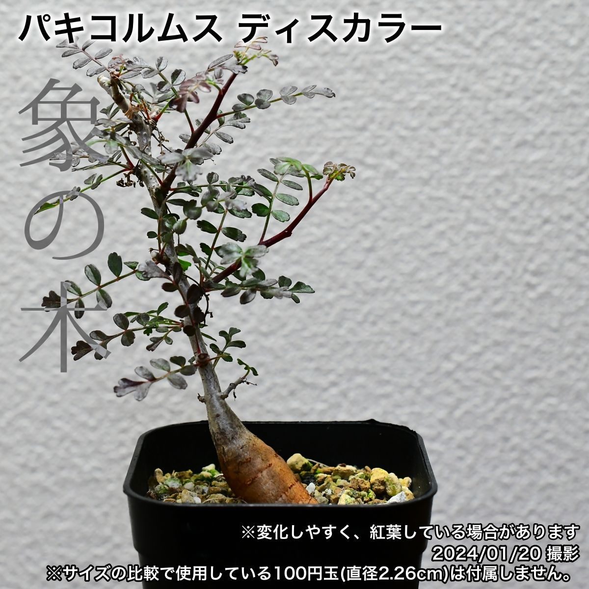 2M5 実生 象の木 パキコルムス ディスカラー コーデックス 塊根植物