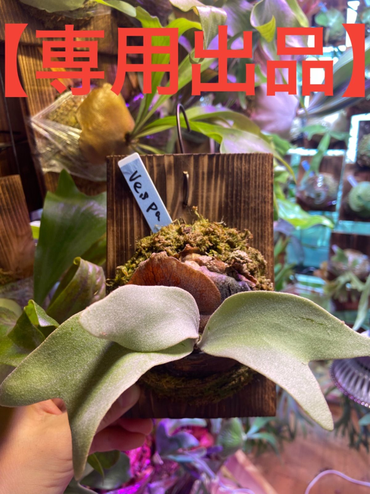 TSA様専用】 P.Paul Vespa ビカクシダ ポールベスパ - メルカリ