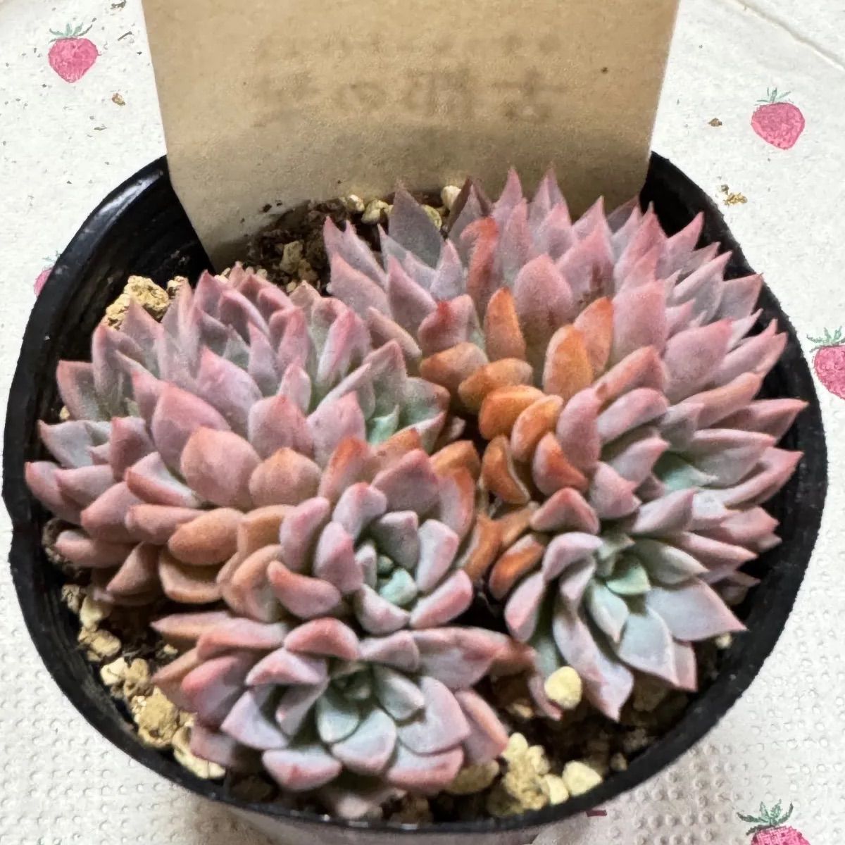 古都の葉さん 小桃いろは メルカリ便 札付き・抜き苗